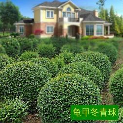 全方位綠化養(yǎng)護(hù) 從室內(nèi)花卉租賃到園林工程的專業(yè)化服務(wù)