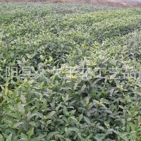 沭陽(yáng)縣久久干花工藝品廠 匠心雕琢干花藝術(shù)，綠化工程中的自然之美