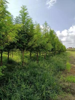 恭喜萬(wàn)木園林綠化工程入駐苗木通，江蘇王如生的精品女貞與園林綠化工程實(shí)踐