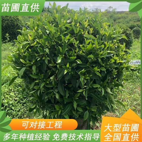 非洲茉莉球 園林景觀綠化工程 造型優(yōu)美 道路常綠灌木