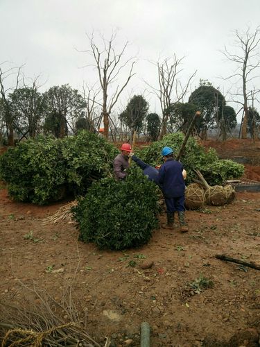 衢化西路南段一園林綠化工程 每日一報(bào)
