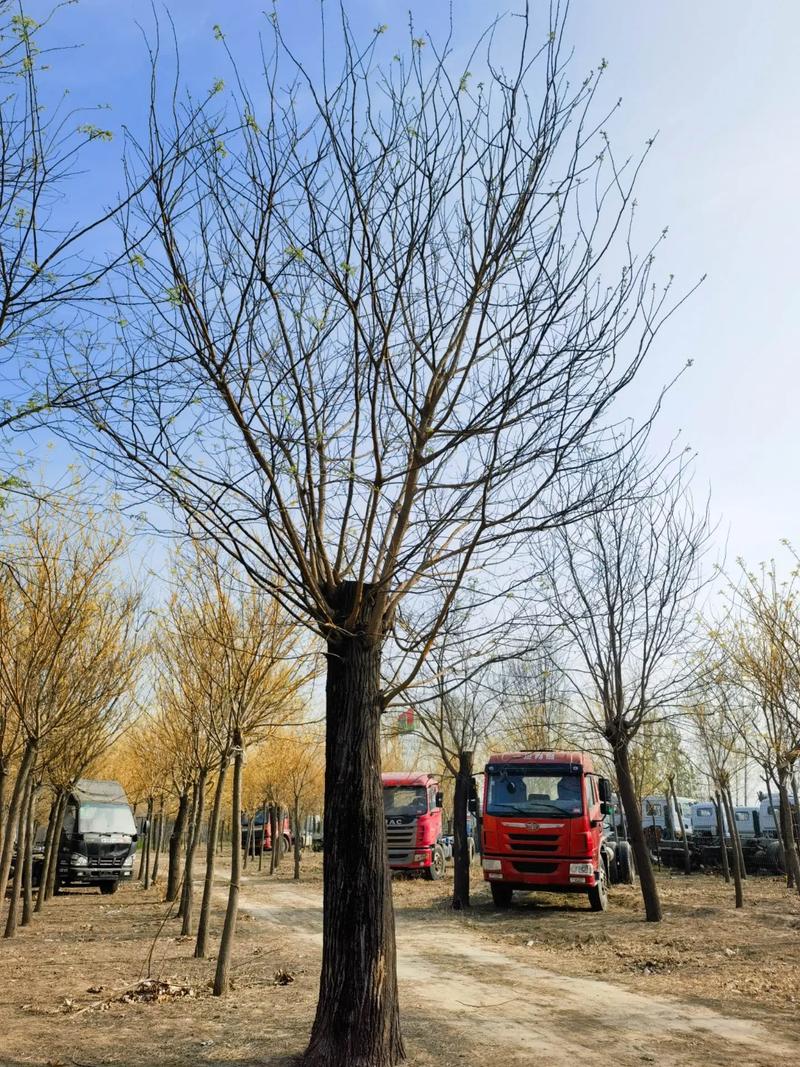 國(guó)槐樹30-60公分 自家苗圃量大,#園林綠化工程苗木人 # - 抖音